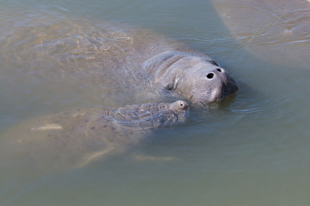 kayaking tour manatee orlando cocoa beach