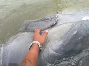 manatees tour