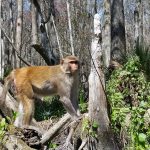 monkey tour bk adventure