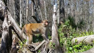 monkey tour bk adventure