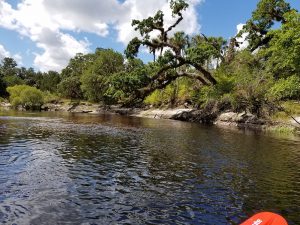 manatee eco tour kayaking