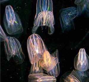 Bioluminescent Comb Jellies (Ctenophore)