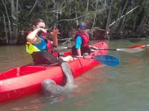 Florida Manatee Tour near Orlando - Space Center