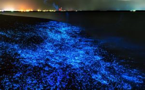 bioluminescent kayaking tour