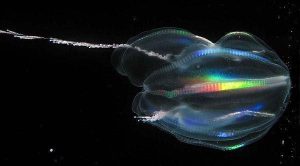 bioluminescent comb jellies