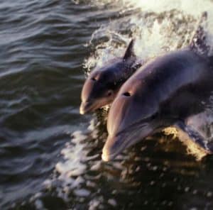 sunset kayaking dolphin tour titusville, Florida