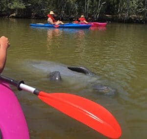 manatees kayaking tour orlando florida