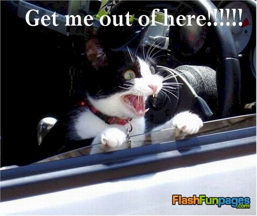 funny-cat-picture-get-me-out