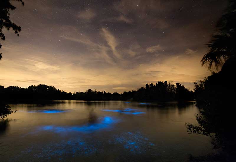 Why Does Bioluminescence Happen in Florida?