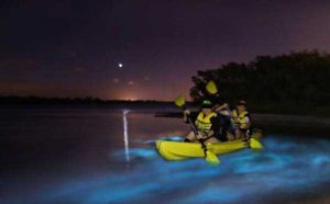 Bioluminescent Kayaking Tour Kelly Park Florida