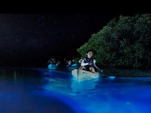 Florida bioluminescent kayaking tour - bioluminescence bay