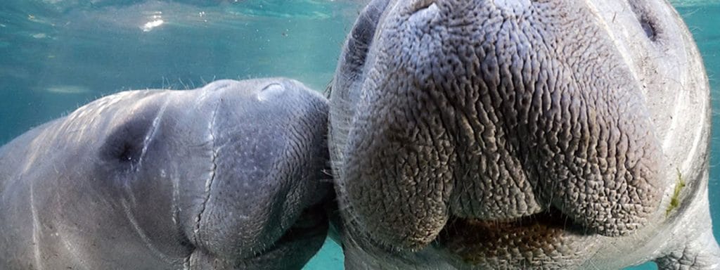 Florida Manatee Kayaking Tours