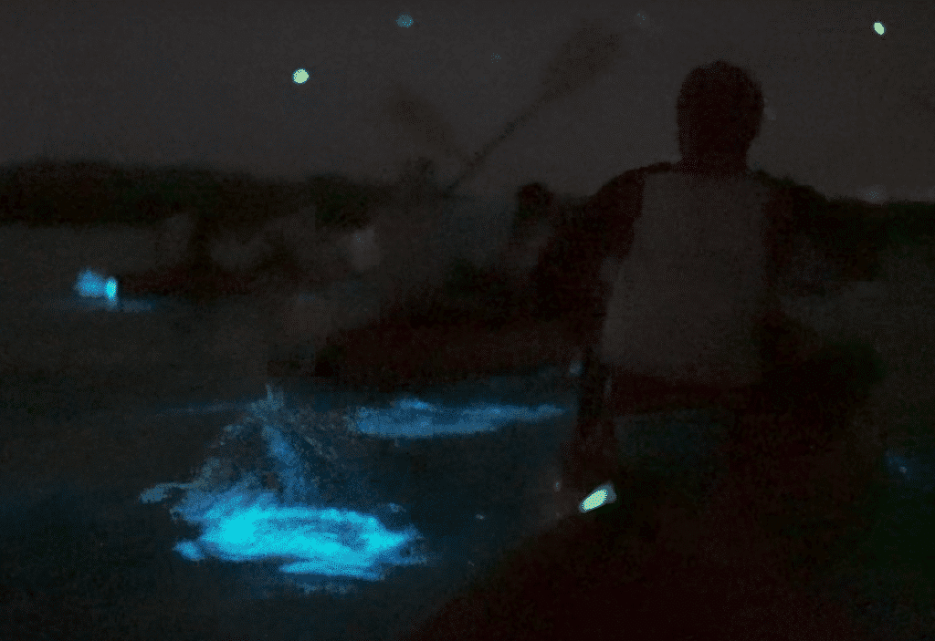photograph of bioluminescence