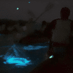 photograph of bioluminescence