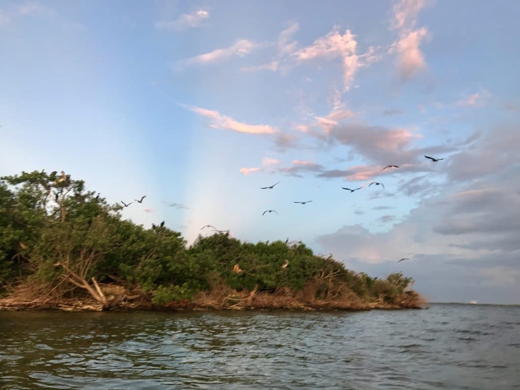 Bird Rookery