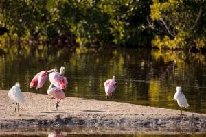 roseate spoonbills and snowy egrets - Florida Birds Tour