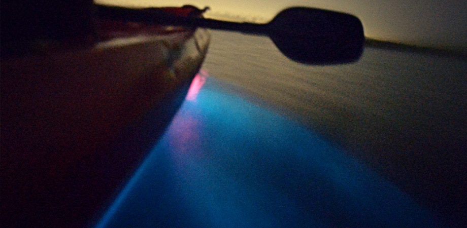 bioluminescent kayaking