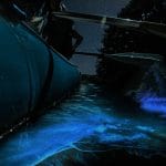 Bioluminescence Raft Tour Florida