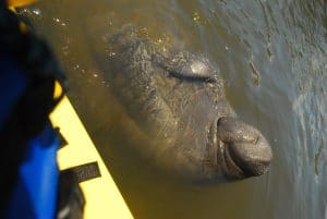 manatee tours florida