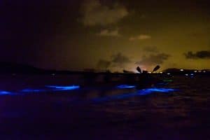 florida bioluminescence fun facts