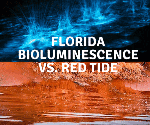 florida bioluminescence is not red tide