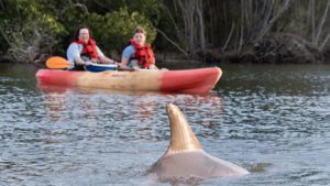 Dolphin during a BK Adventure's Dolphin & Manatee Tour