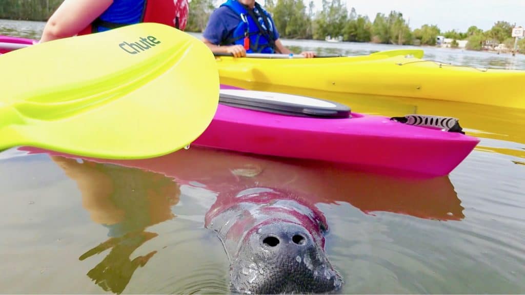 A Florida Manatee surfaces for a breath of air underneath kayaks in Merritt Island, Florida.