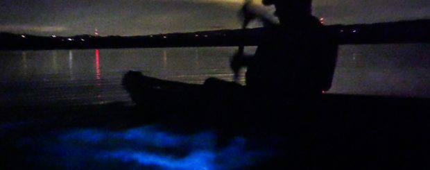 Bioluminescence Kayaking Tour in Florida