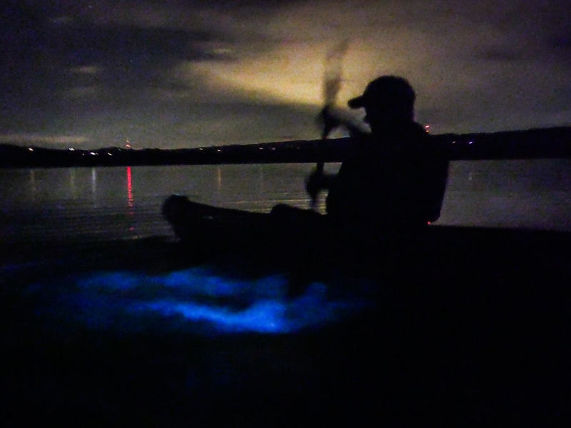 Bioluminescence Kayaking Tour in Florida