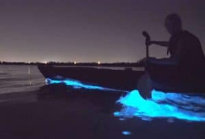 Florida Bioluminescent kayaking tour with BK Adventure 2019