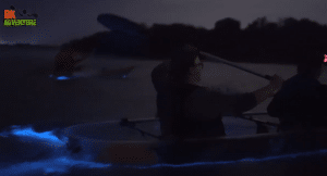 BK Adventure Clear Kayaking Bioluminescence Tour 2019
