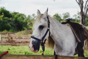 Obloy Family Ranch