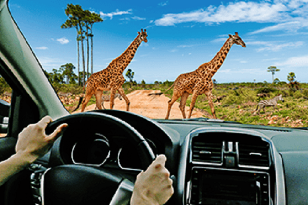 safari drive thru adventure