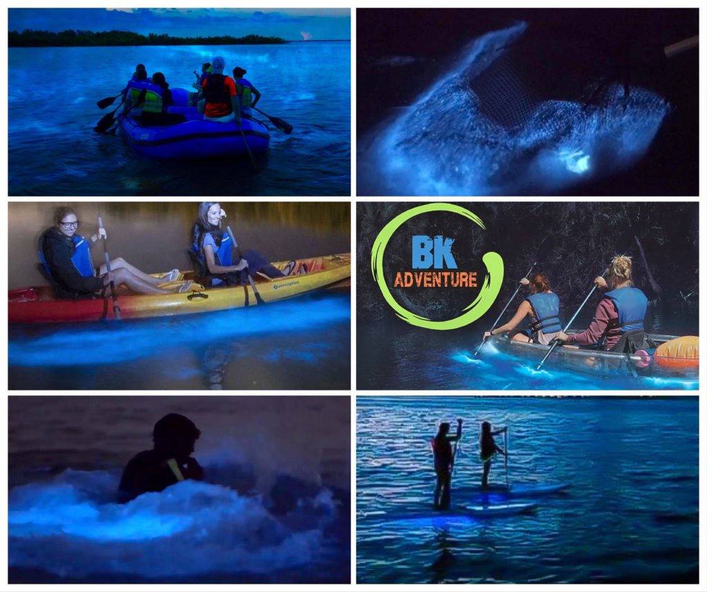 Summer Peak Bioluminescence Season in Florida