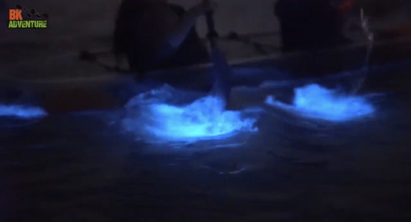 clear kayak bioluminescence tour