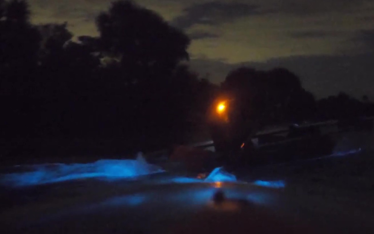 bioluminescence night kayaking