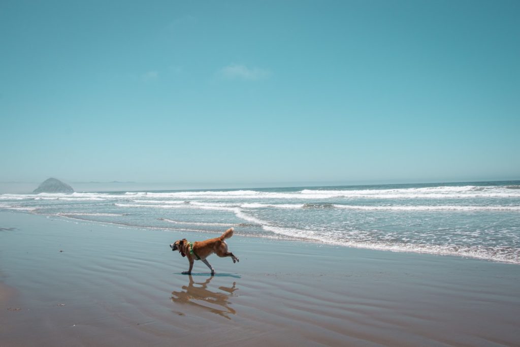 dog on beach in florida