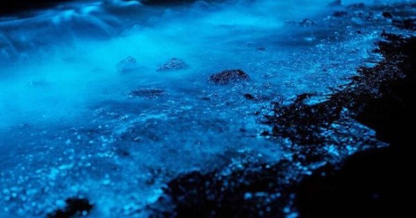 2023 Florida Bioluminescence Moon Calendar