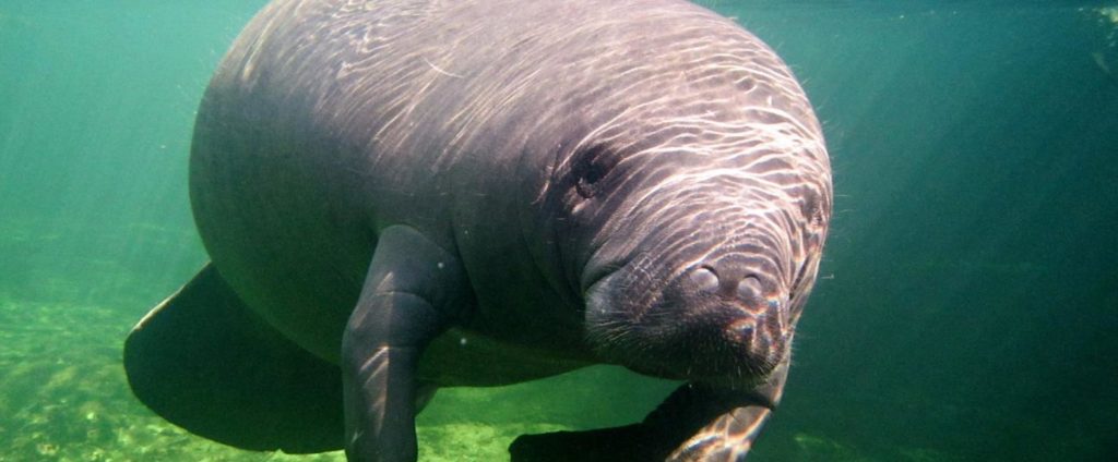 manatees at blue springs state park in Florida