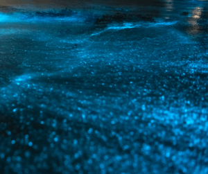 bioluminescent waters