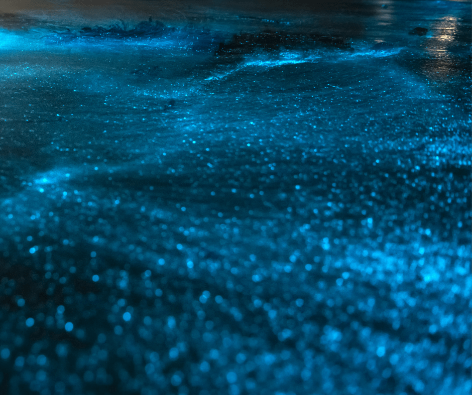 Understanding Bioluminescence in Cocoa Beach