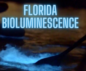 Clear Kayaks Bioluminescence in Titusville, Florida - Indian River Lagoon