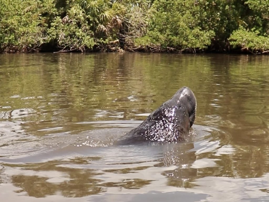 Florida Manatee in Indian River Lagoon