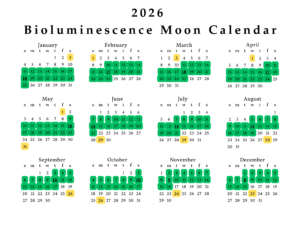This image is of a calendar with new moon dates highlighted throughout the year.