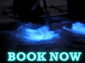 Bioluminescence Kayaking Book Now Image, this link will open in a new tab