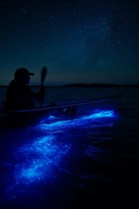 Clear Kayaking in Glowing Blue Water Summer Bioluminescent Tour with BK Adventure in Florida