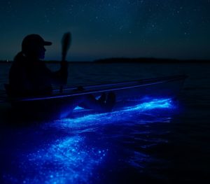 Kayaking in Clear Kayak through Summer Bioluminescence in Florida at BK Adventure