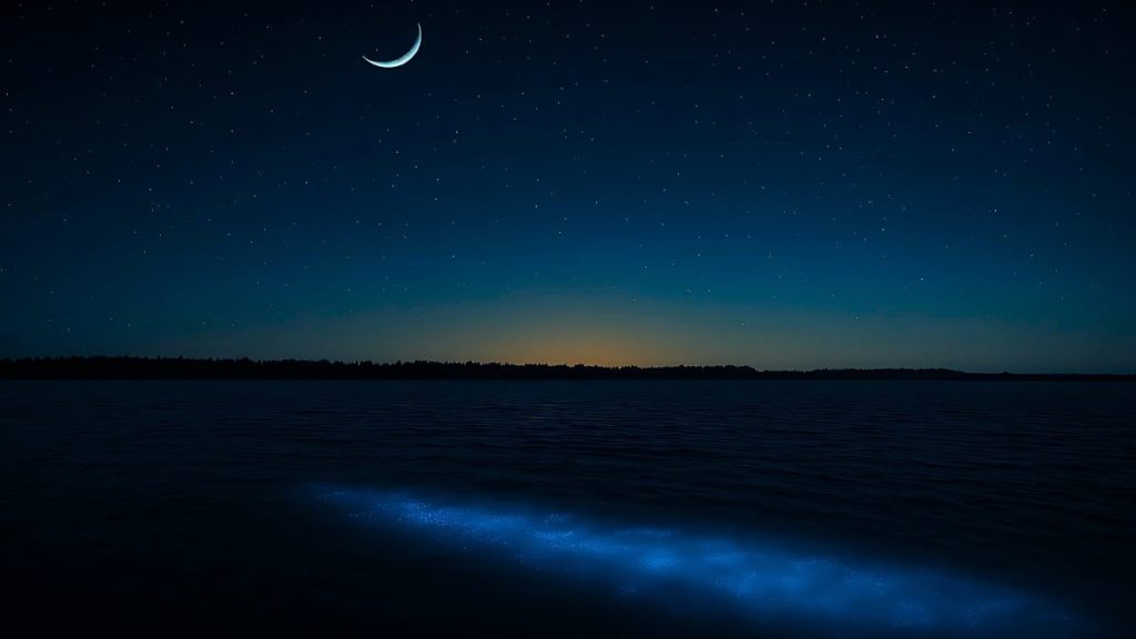 Bioluminescent waters glowing under a starry New Moon sky in Florida’s Indian River Lagoon