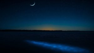 Bioluminescent waters glowing under a starry New Moon sky in Florida’s Indian River Lagoon