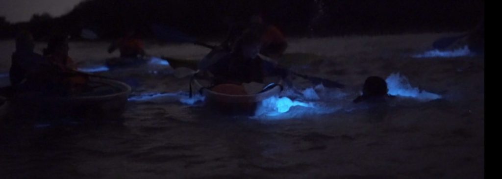 A group kayaking at night, surrounded by glowing blue bioluminescence in the dark water